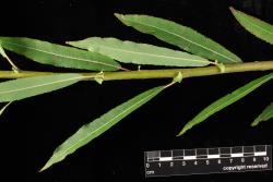 Salix eriocephala × S. petiolaris. Persistent stipules.
 Image: D. Glenny © Landcare Research 2020 CC BY 4.0